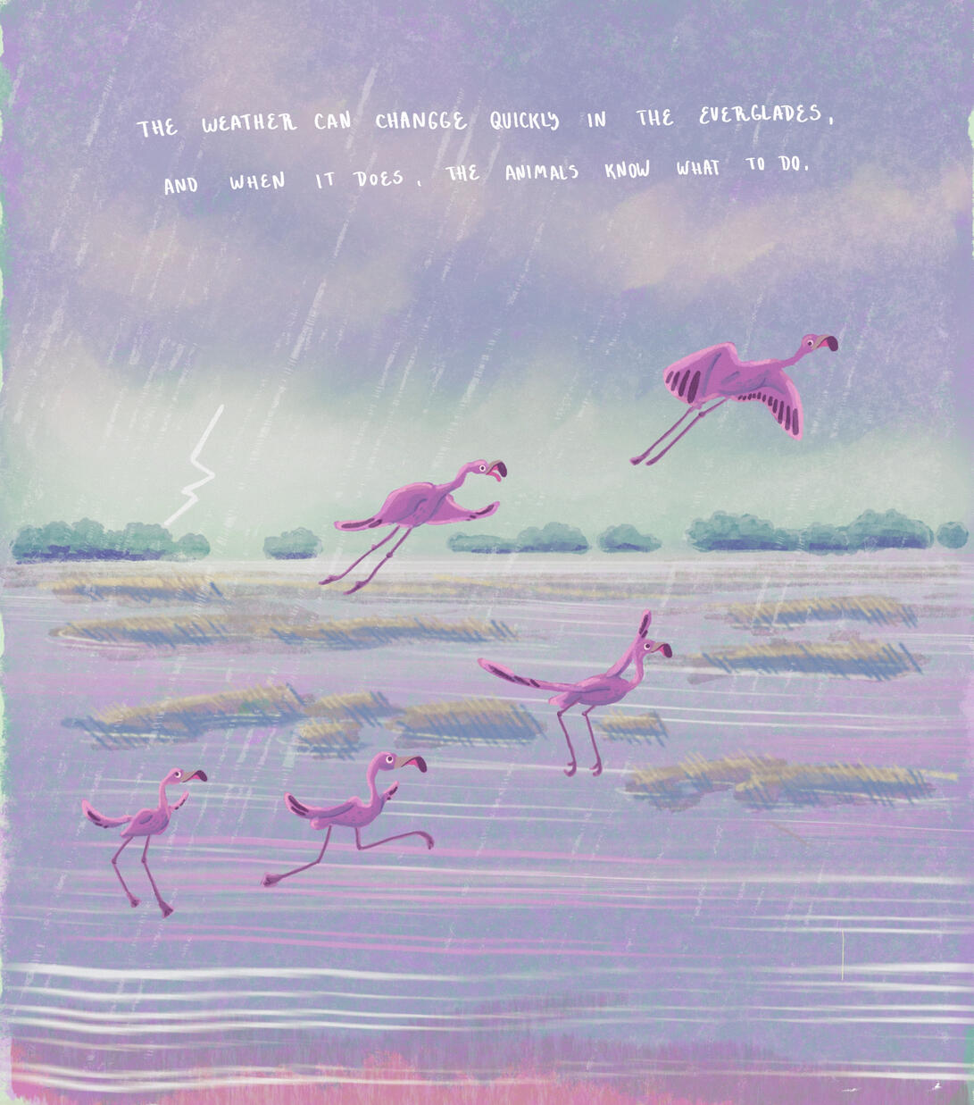 Flamingoes