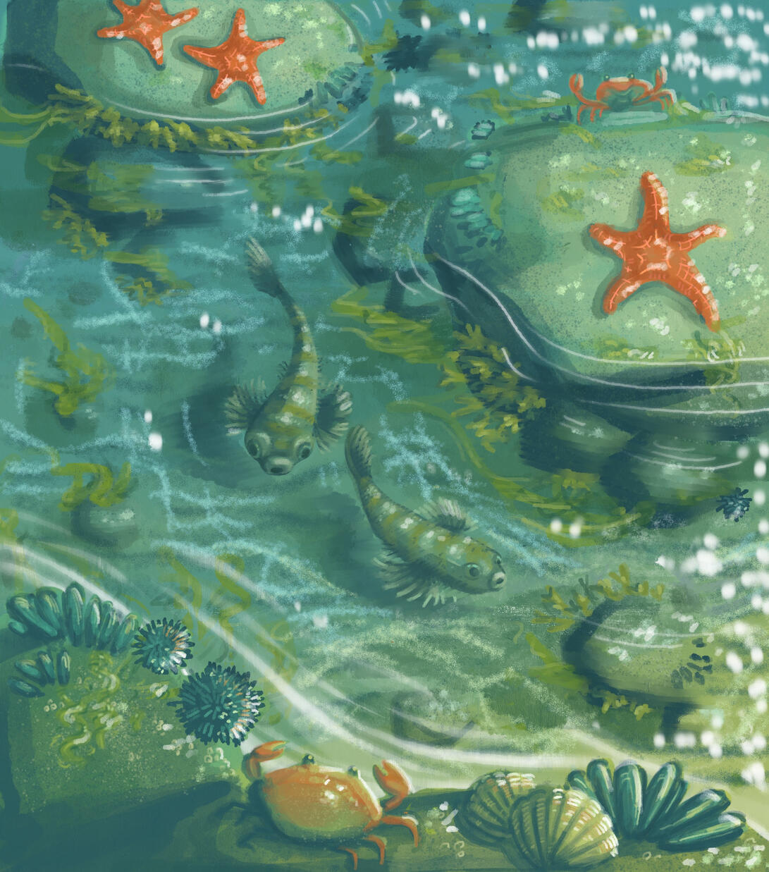Tidal Pool Tidal Pool