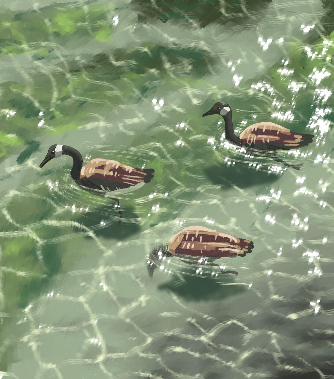 Canada Geese