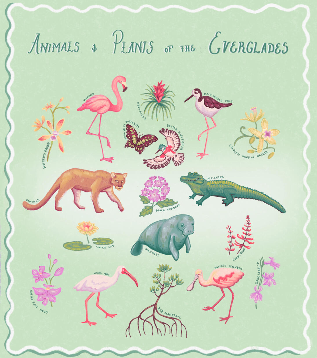 Animals and Plants of the Everglades Animals and Plants of the Everglades